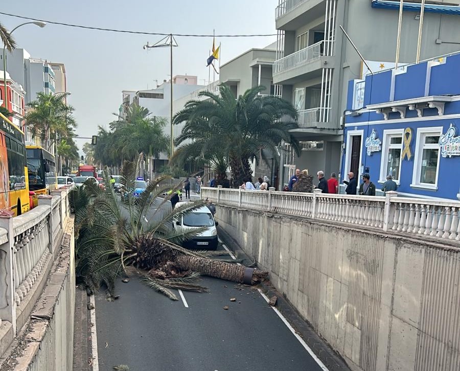 Cae una palmera en la calle Bravo murillo en la capital grancanaria