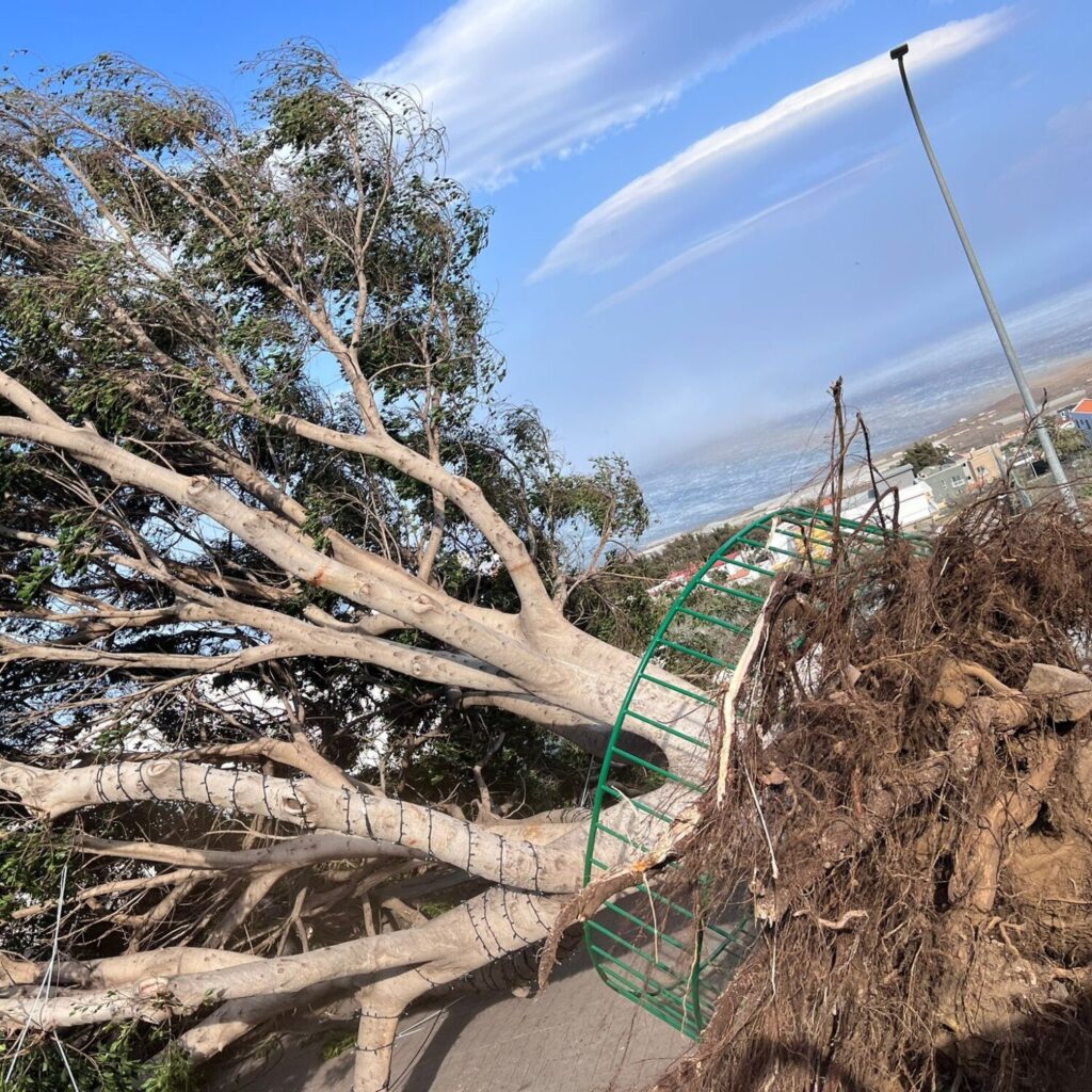 Estado en el que quedó un árbol de grandes dimensiones en El Hierro / RTVC / María Fernández