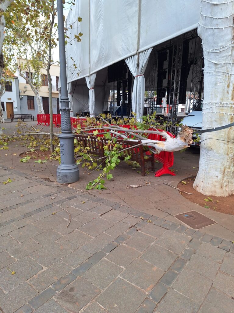 Ramas caídas han sido habituales en el norte de Tenerife durante este domingo debido a las fuertes rachas de viento / La Radio Canaria 