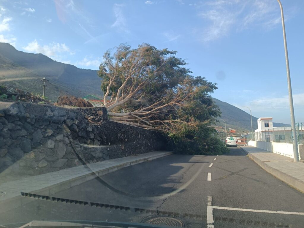 Un árbol de grandes dimensiones cayó en El Hierro este domingo / RTVC / María Fernández 