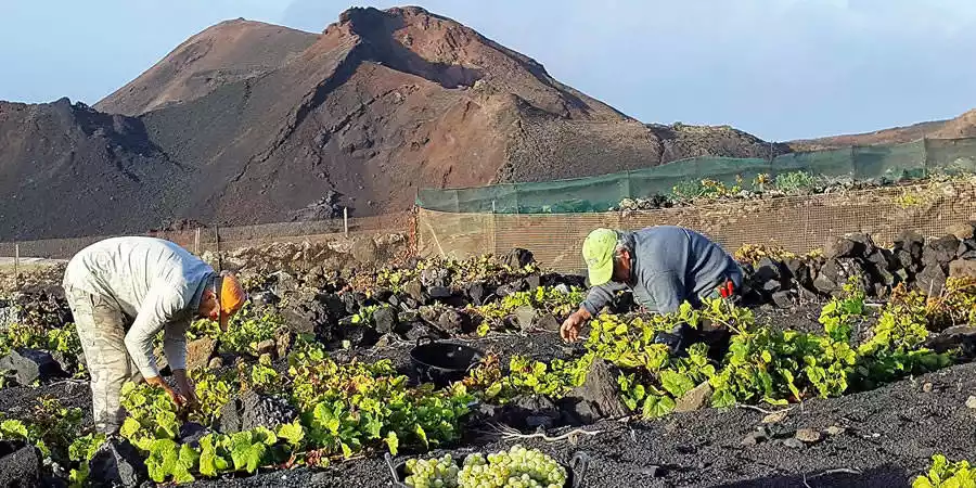 Cajasiete analiza la situación económica y social en La Palma este jueves 12 de diciembre a partir de las 9:00 horas en La Radio Canaria