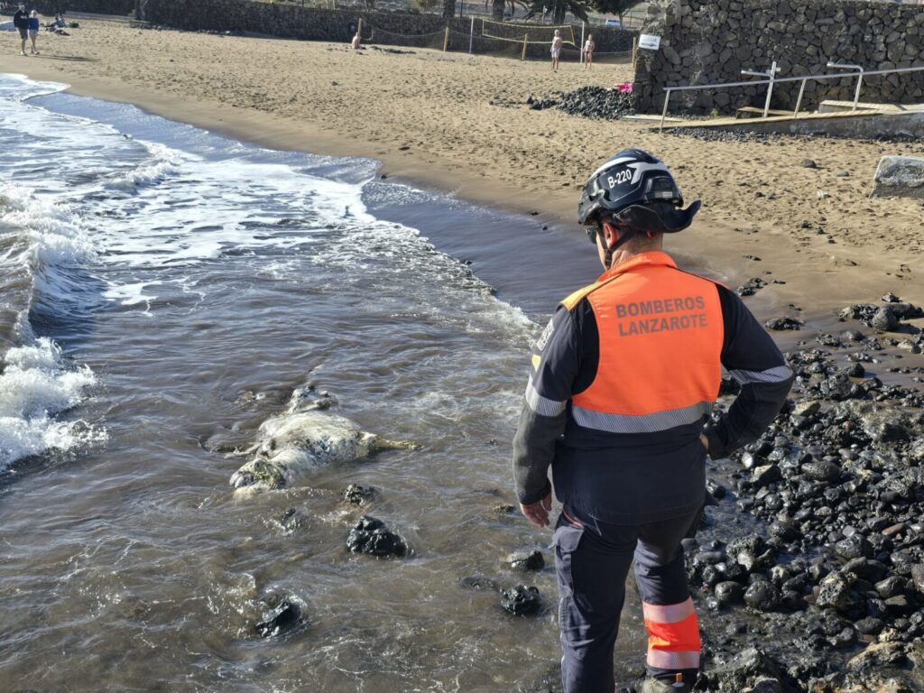 Encuentran el cadáver de una vaca en una playa de Lanzarote