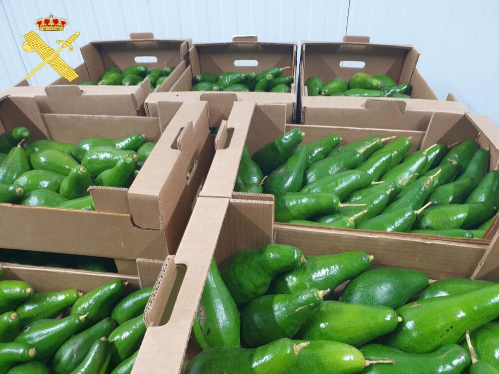 Intervienen 350kg de aguacates comercializados ilegalmente en Tenerife. Imagen de los 350kg de aguacates incautados por la Guardia Civil/ Guardia Civil.