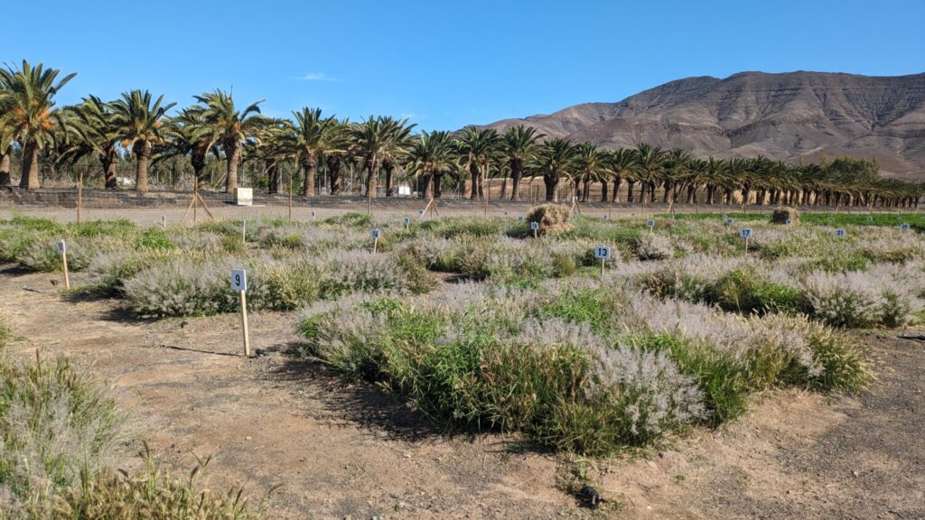 Fénix Canarias propone las gavias para el aprovechamiento de borrascas, como Garoe