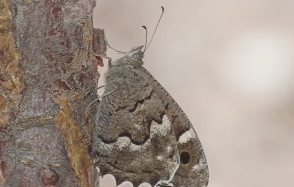 Sátiro de El Hierro, la mariposa endémica de Canarias candidata a Mariposa del Año 2025