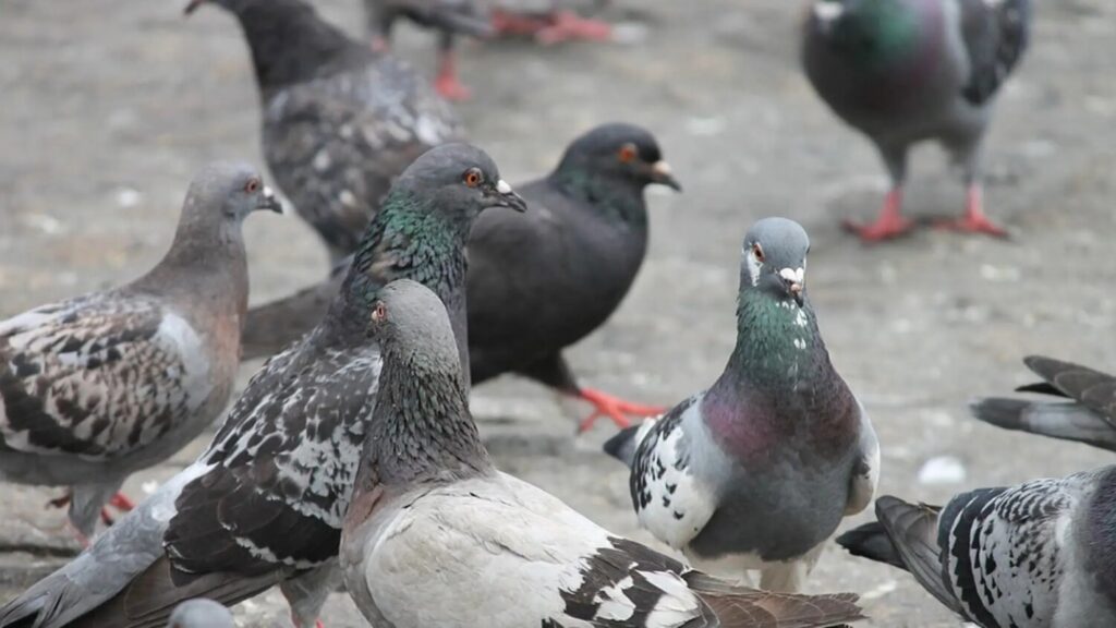 1.500€ de sanción por alimentar reiteradamente a las palomas en Santa Cruz de Tenerife. (Archivo) Palomas/ Ayuntamiento de Santa Cruz de Tenerife.