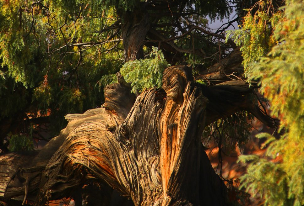 Cedro Teide. Imagen: Lainakai