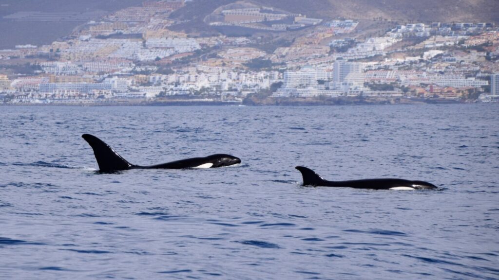 Avistamiento de orcas en el sureste de Tenerife. Imagen cedida Bonadea II - Diomedea