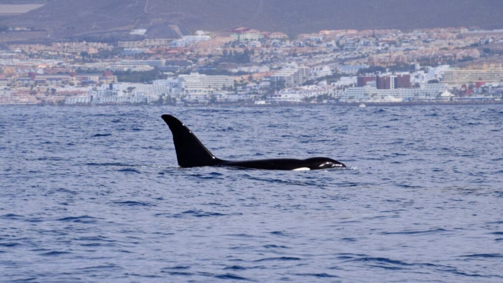 Avistamiento de orcas en el sureste de Tenerife. Imagen cedida Bonadea II - Diomedea