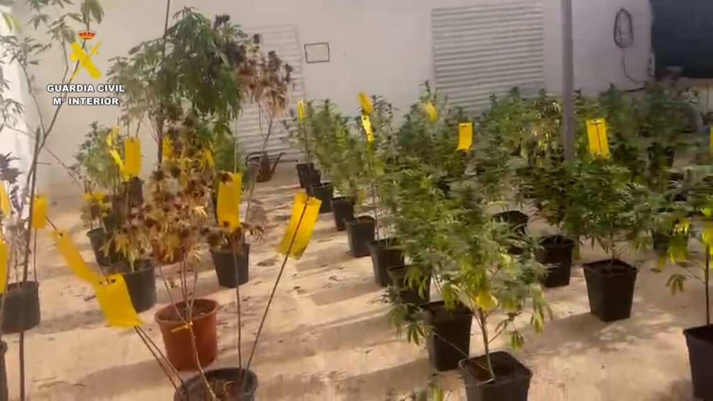 Detenidas dos personas por tener un vivero con 1.300 plantas de marihuana en Tahíche (Lanzarote)