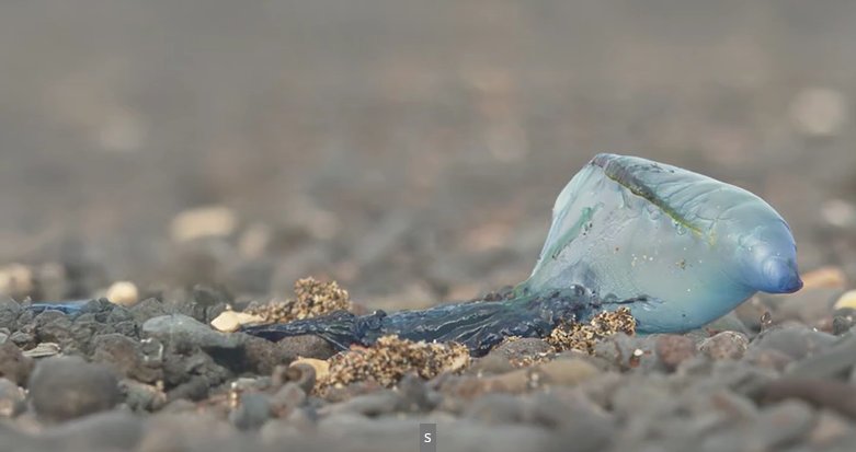 Presencia de medusas en Playa Blanca