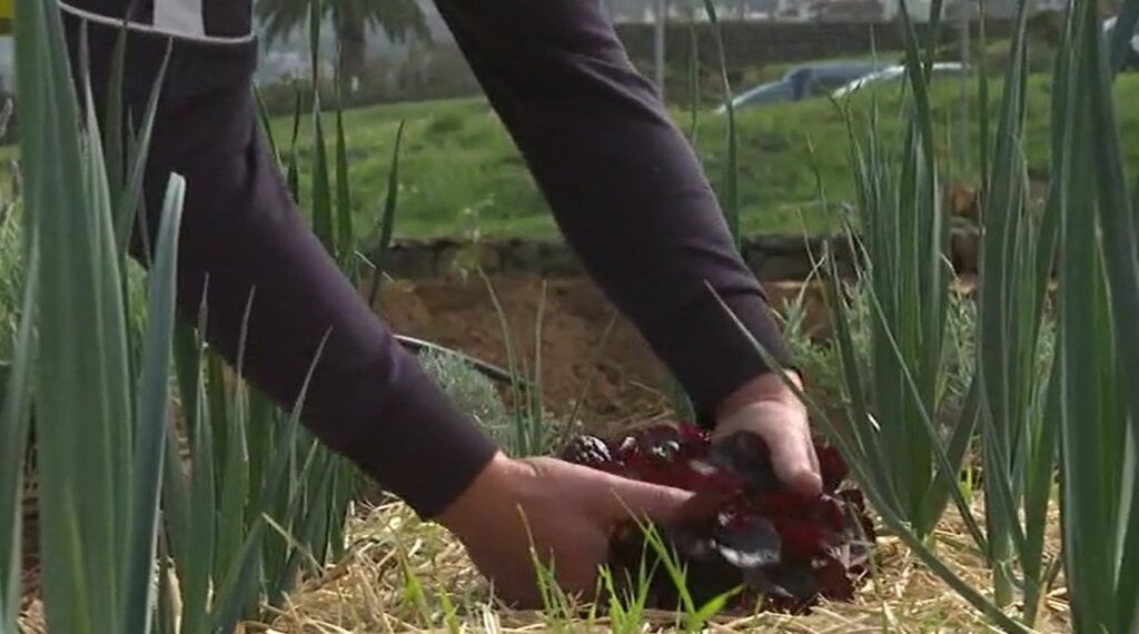 Un parque comestible para recuperar el terreno de cultivo en Tenerife