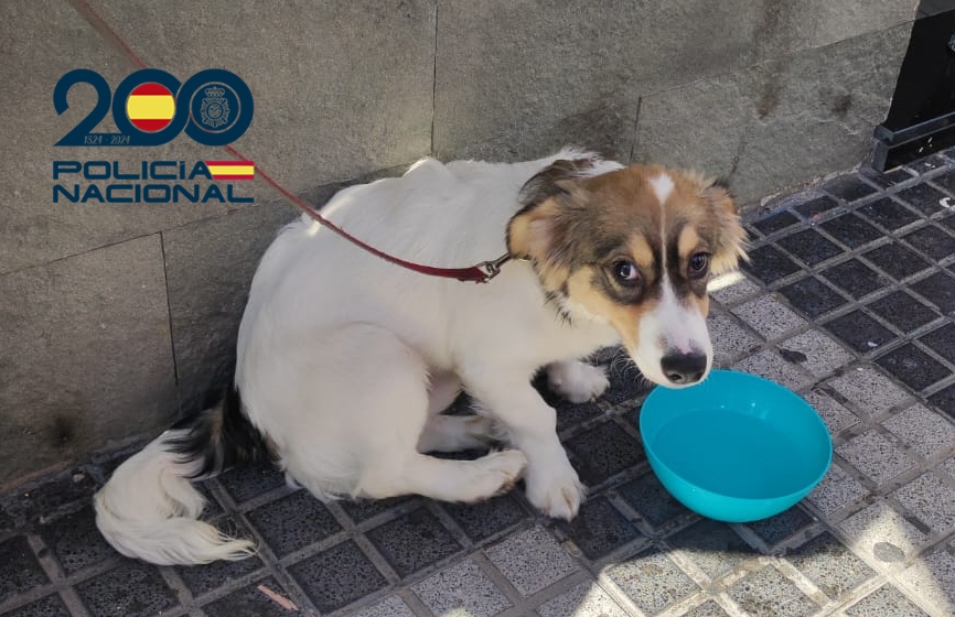 Salvan a un perro del interior de un coche en Las Palmas de Gran Canaria. Perro salvado por la Policía Nacional en el interior de un coche en el barrio de Arenales, Las Palmas de Gran Canaria/ Policía Nacional.