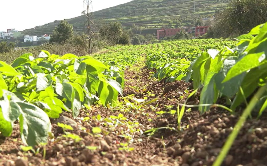 Las lluvias han salvado la cosecha de la papa en el norte de Tenerife. Los agricultores recuperan de la sequía