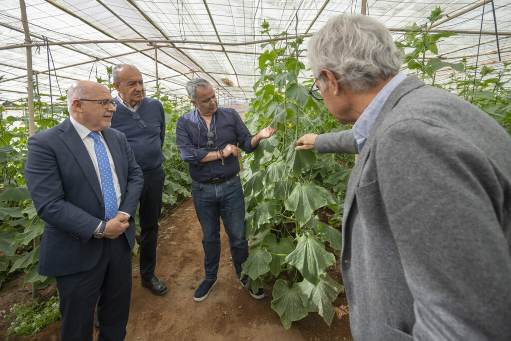 Gran Canaria celebra el 140 Aniversario de la Exportación del Tomate Canario. En una finca de pepinos del Grupo Bonny/ Cabildo de Gran Canaria.