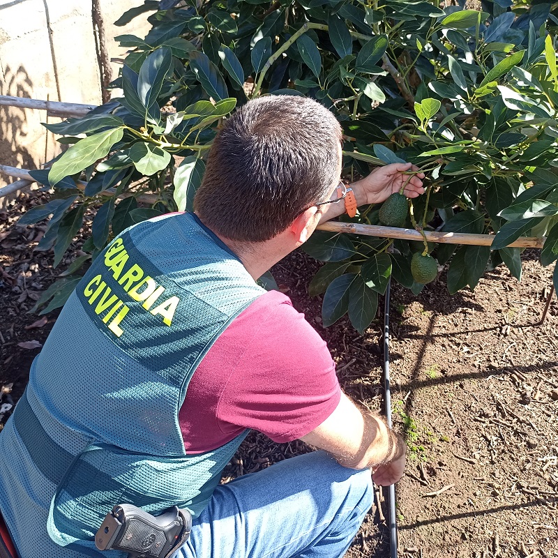 Investigan a 16 personas por robar 2.800 kg de aguacates en el norte de Tenerife. La Guardia Civil en una de las fincas afectadas por los robos/ Guardia Civil