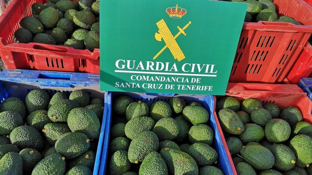 Investigan a 16 personas por robar 2.800 kg de aguacates en el norte de Tenerife. Los aguacates incautados por la Guardia Civil/ Guardia Civil