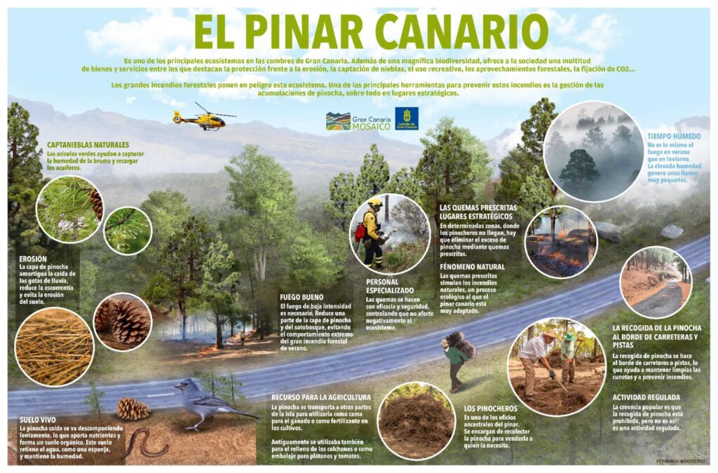 Las quemas prescritas previenen los grandes incendios forestales. Infografía sobre la prevención de incendios forestales en el Pinar grancanario/ Cabildo de Gran Canaria.