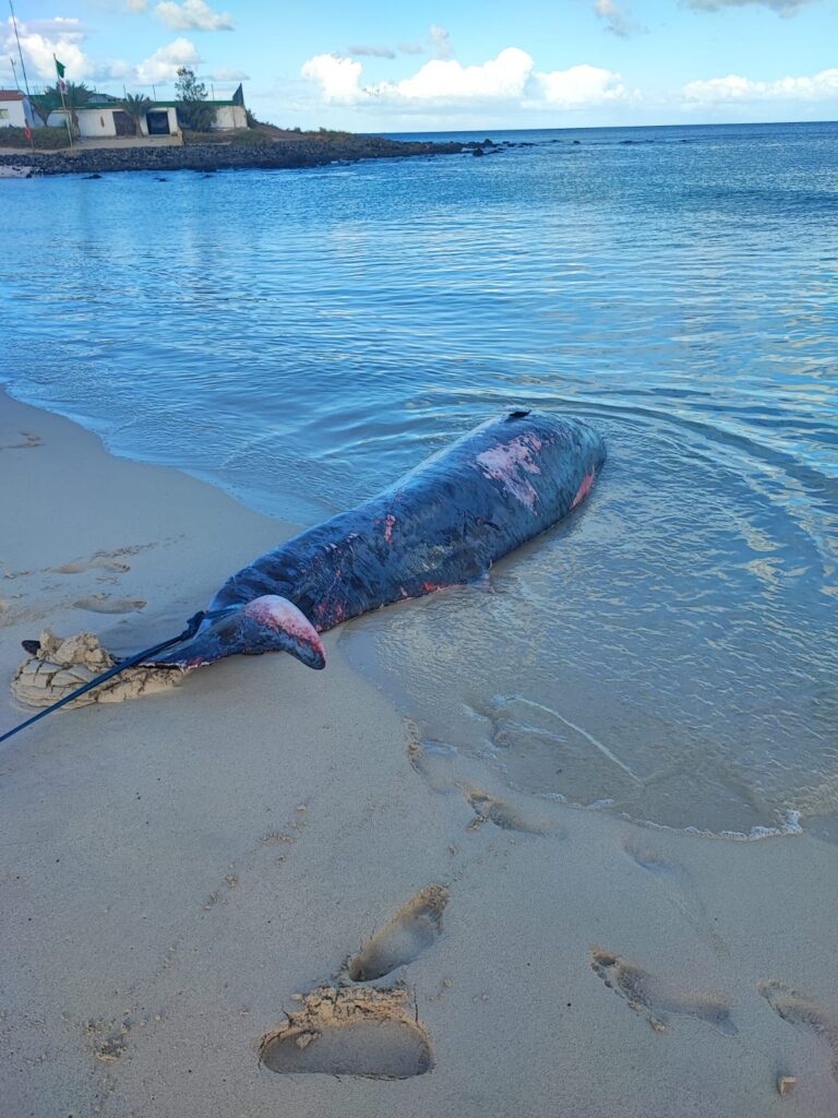 Imagen del zifio varado en Corralejo 