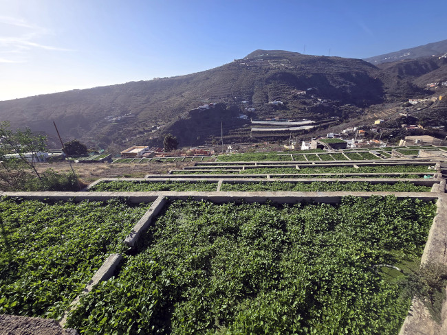 Cebollas Verdes conoce la riqueza nutritiva una hortaliza que se cultiva en el sureste de Gran Canaria: el berro