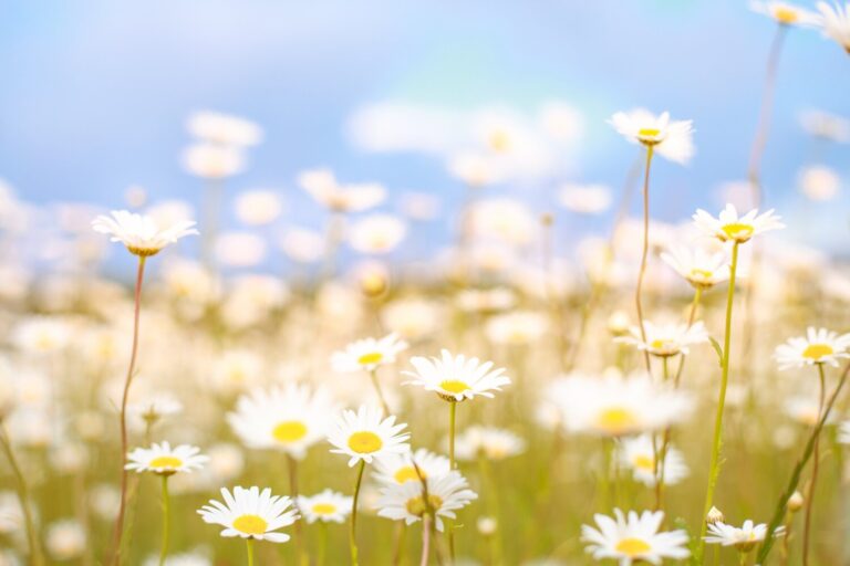 La primavera ya ha llegado