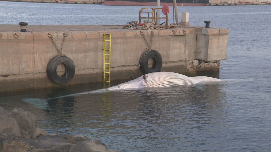 Ejemplar de ballena rorcual en el puerto de La Luz y de Las Palmas. Imagen RTVC