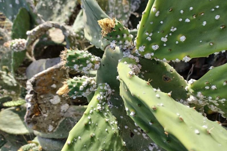 Plaga de cochinilla en la tunera