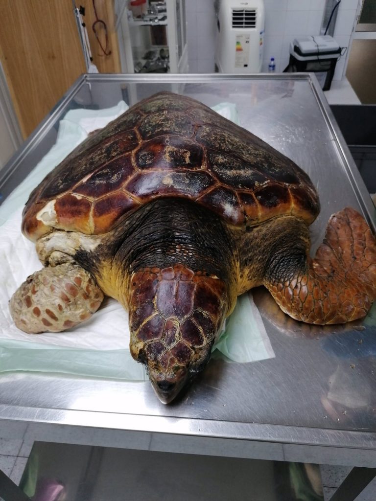 tortuga
