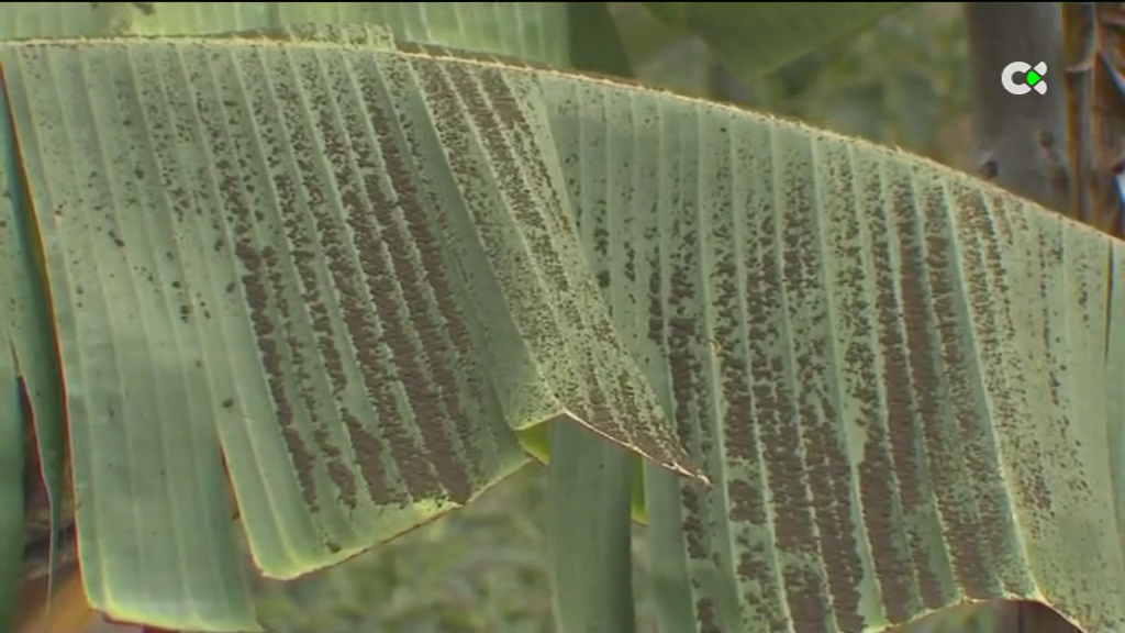 El agua de riego y las plataneras, objetivos para reconstruir el sector agrícola palmero