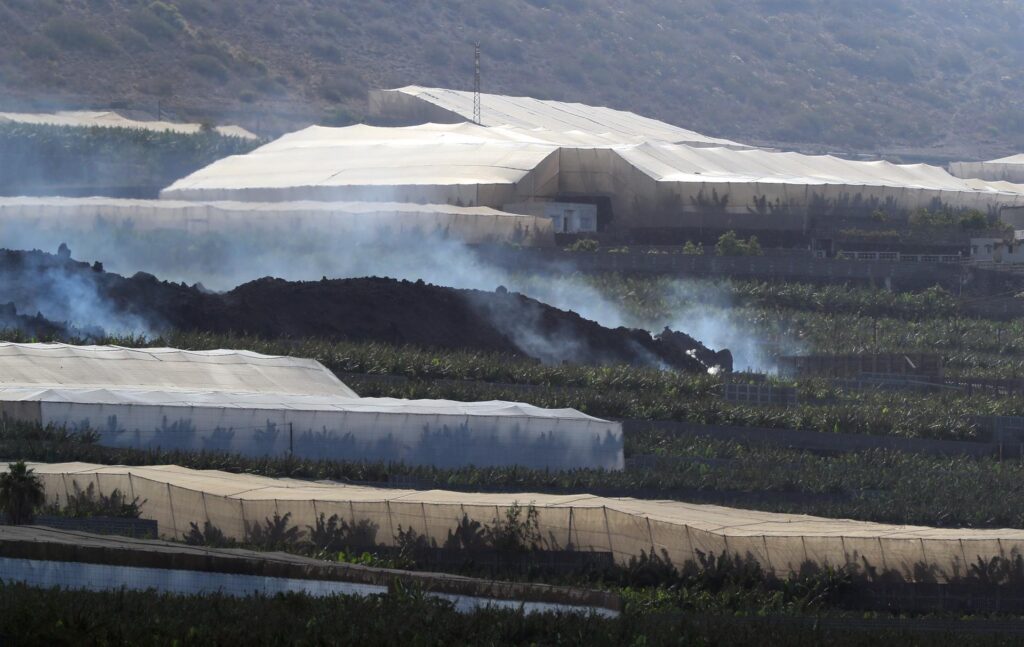 Fincas de plataneras se abren paso sobre el delta del volcán de San Juan