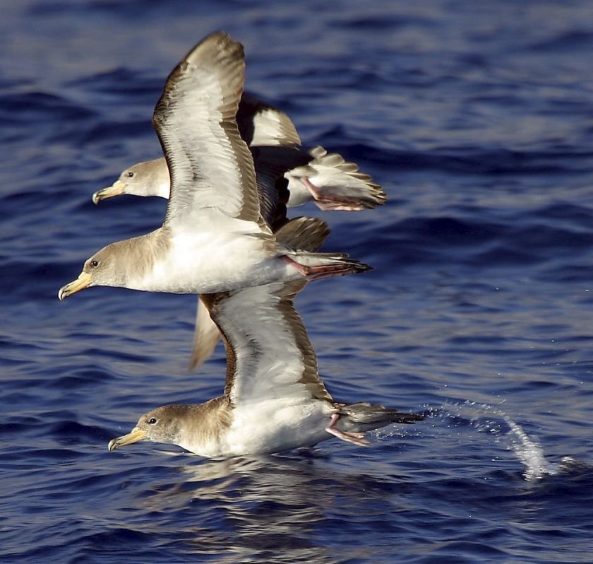Comienza la campaña para proteger a la pardela cenicienta en El Hierro