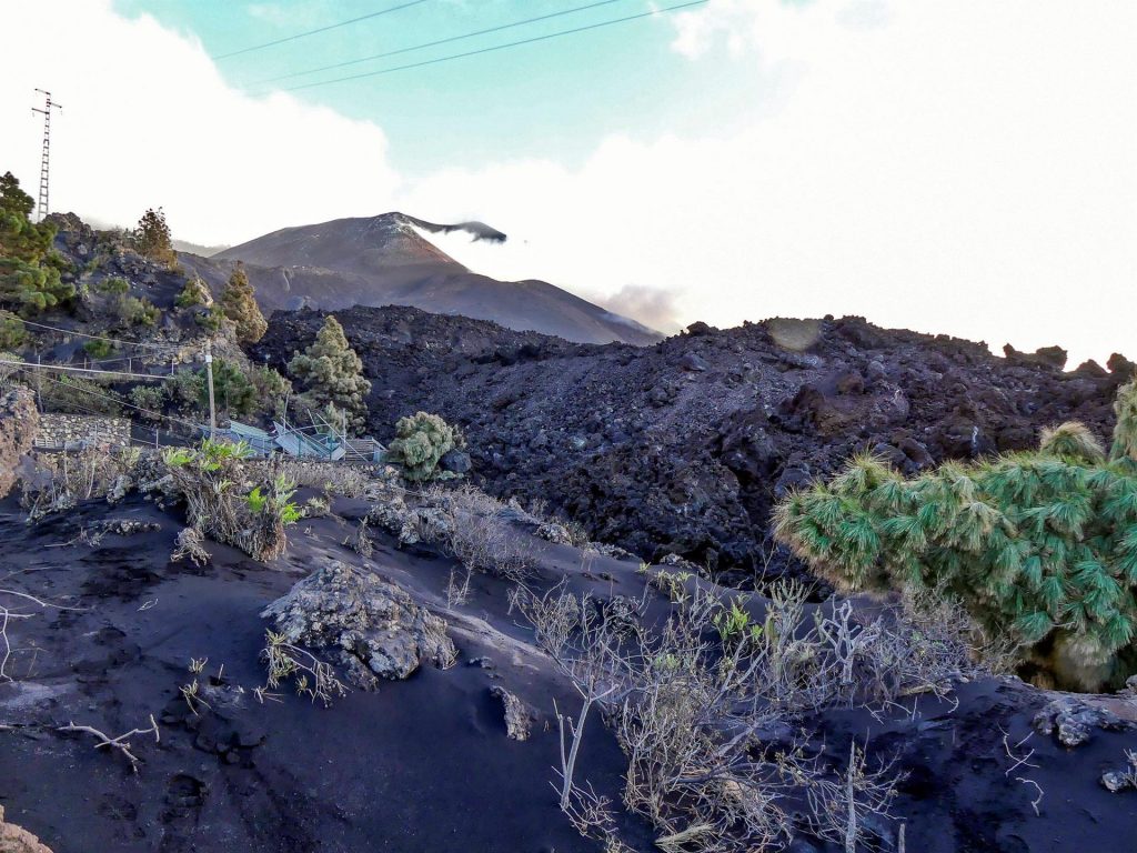 Muchos productores de flores también se han visto afectados por el volcán