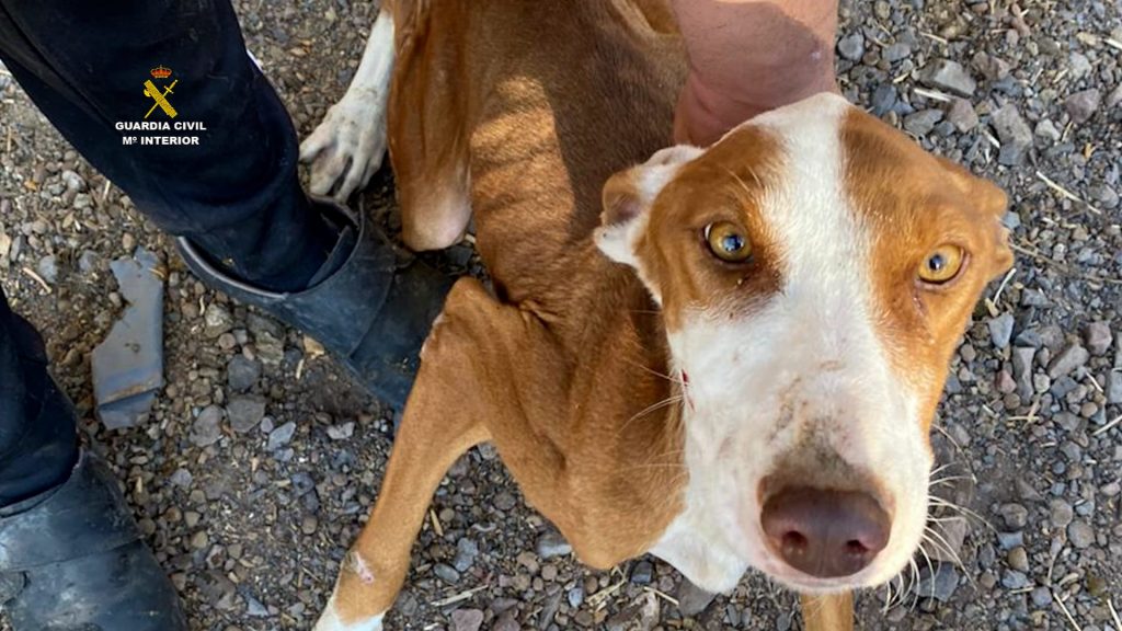 Dos detenidos por un delito de maltrato y abandono animal