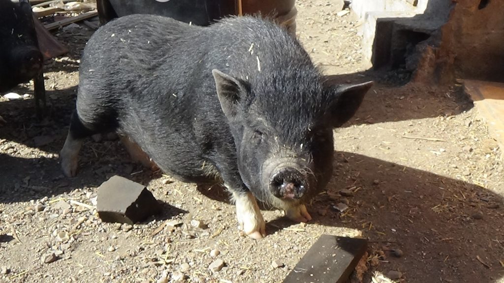 Hallan una granja en Tenerife con 14 cerdos vietnamitas sin autorización