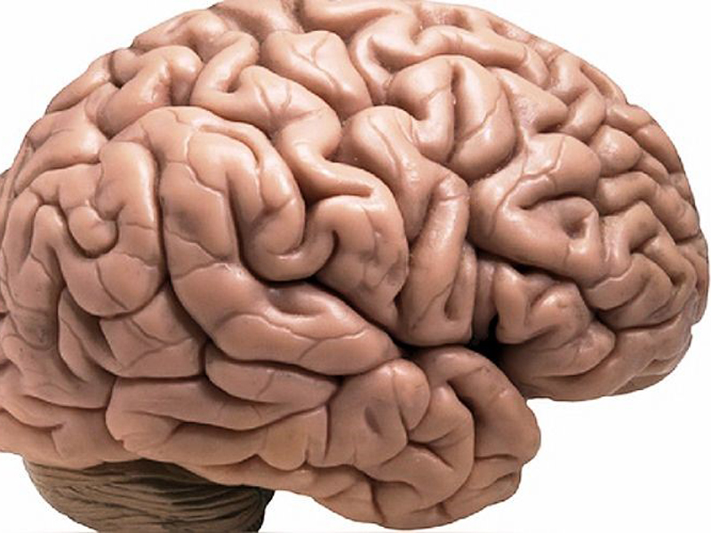 Identifican un nuevo modelo de formación de la corteza cerebral