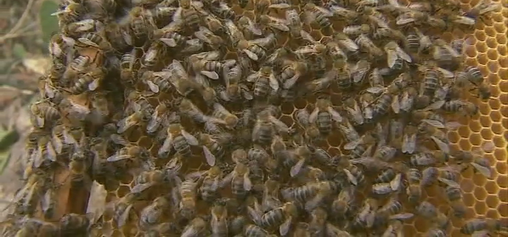 Piden declarar a Tenerife reserva única de la abeja negra