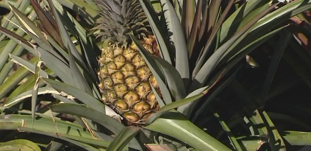 El sector herreño de la piña tropical se encuentra en un momento crítico. Las normativas europeas en productos fitosanitarios dificultan la producción