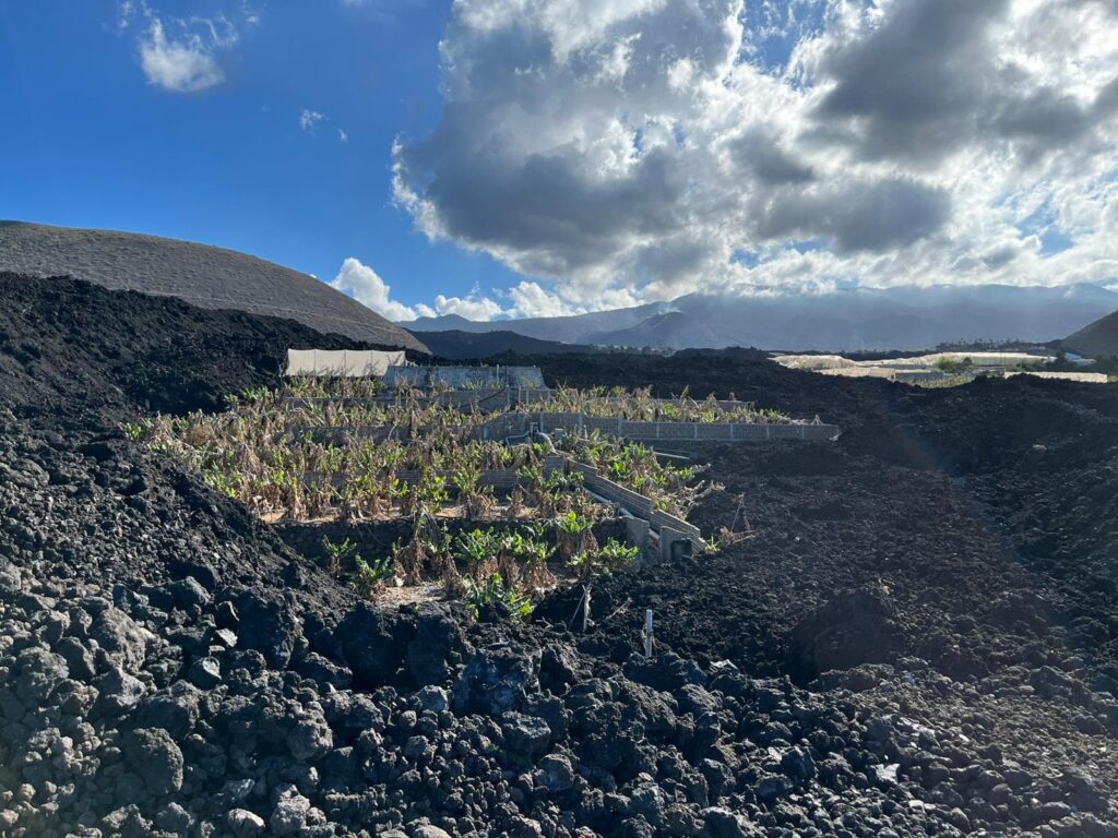 Se recuperará en dos años el 90 % de producción platanera en La Palma