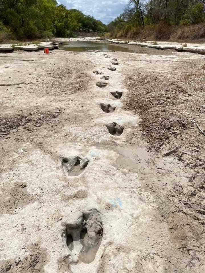 Descubren en Texas huellas de dinosaurio de hace 113 millones de años