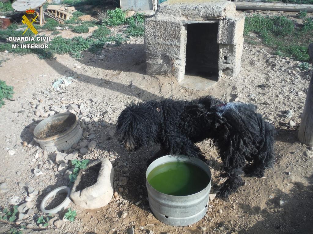 Investigada por tener un perro con una herida abierta que murió