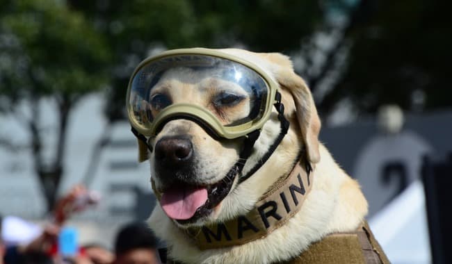Muere Frida, la perra rescatista de los terremotos de México 2017