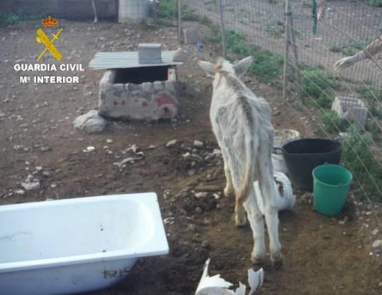 Investigan maltrato animal a cinco perros y un burro
