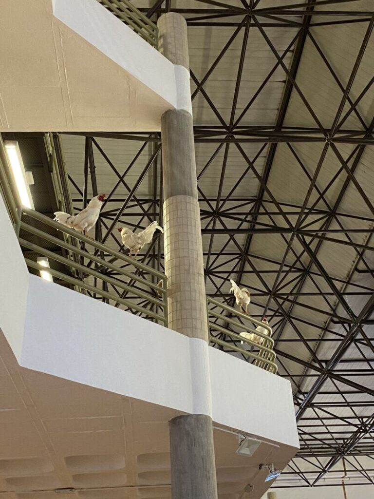 Las gallinas toman la Universidad de La Laguna