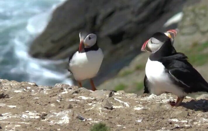 La ULPGC investiga la causa de la llegada de frailecillos atlánticos a las costas canarias