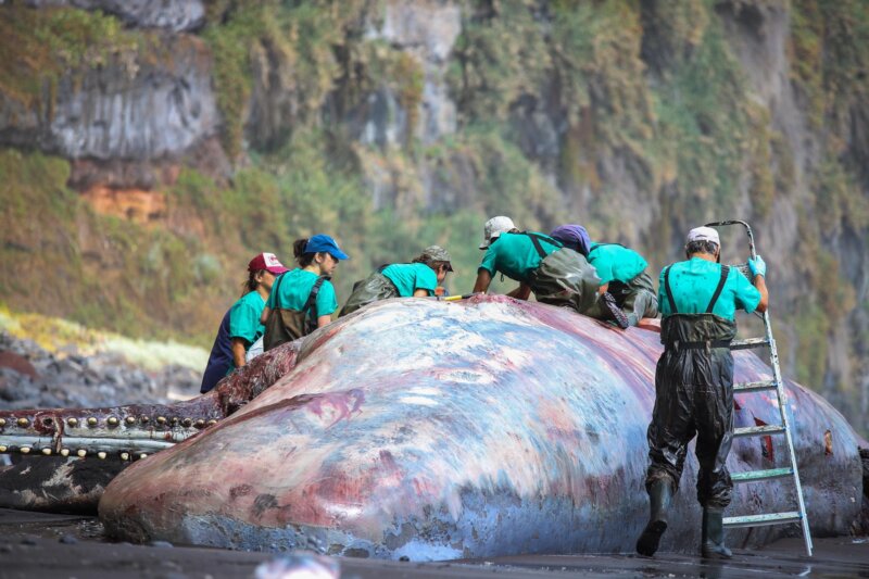 El cachalote varado en La Palma murió por causas naturales
