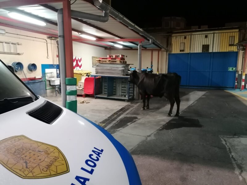 La vaca tuvo que ser retenida en las dependencias policiales / Policía Local de La Laguna