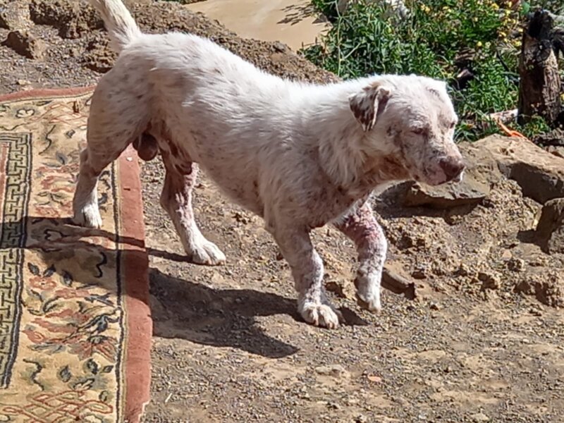Uno de los animales rescatados durante este año / Policía Canaria