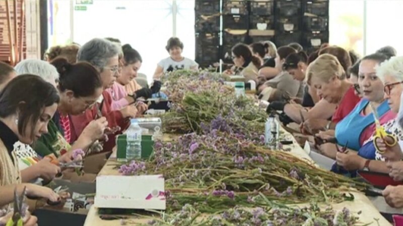 Momento del deshoje en el que participan más de un centenar de mujeres en La Orotava