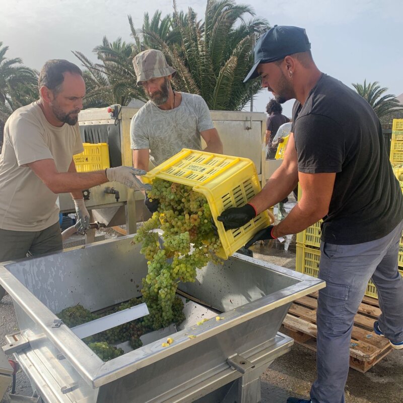 La vendimia ha comenzado en Lanzarote / Bodegas El Grifo