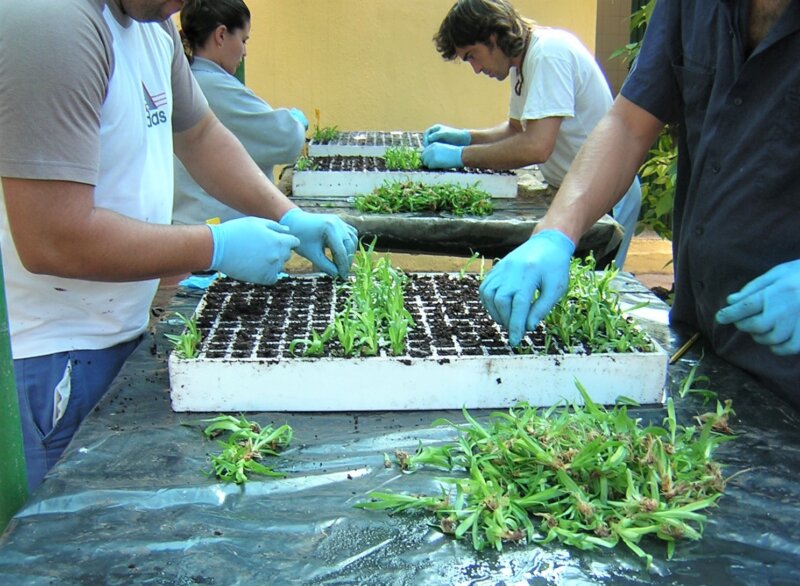 Protocolo de actuación para la recuperación de la piña tropical en El Hierro